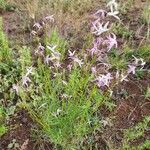 Farsetia undulicarpa Flor