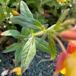 Oenothera pilosella Leaf