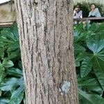 Catalpa bungei Azala