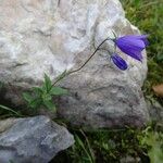 Campanula precatoria Fleur