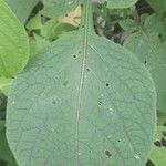 Solanum microdontum