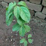 Mansoa alliacea Leaf