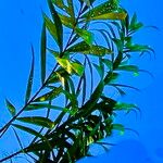 Bactris campestris Vekstform