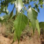 Brachychiton populneus Leaf