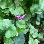 Cyclamen repandum Folha