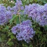 Ceanothus americanusBlüte