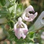 Salvia taraxacifolia Flower