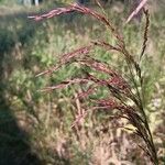 Tridens flavus Fleur