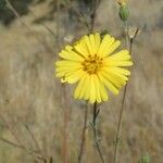 Madia elegans Flower