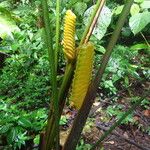 Calathea crotalifera Leaf