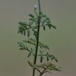 Caucalis platycarpos Likasa