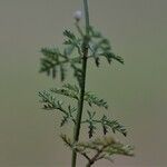 Caucalis platycarpos Leaf