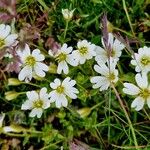 Cerastium alpinum 花