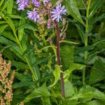 Lactuca alpina Blad