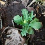 Acicarpha tribuloides Hoja