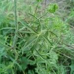 Malva tournefortiana Leaf