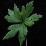 Anemonastrum elongatum Leaf