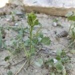 Pimpinella anisum Feuille