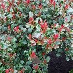 Photinia glabra List