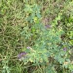 Medicago sativaКветка