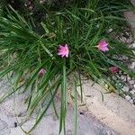 Zephyranthes rosea Elinympäristö