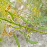 Cleome oxypetala Vrucht