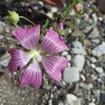 Malva punctata Kvet