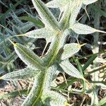 Cirsium echinatum 葉