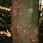 Protium aracouchini Кора