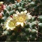 Mammillaria winterae Flower