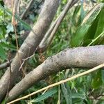 Rhododendron dauricum Bark