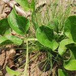 Kalaharia uncinata Leaf
