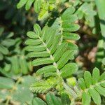 Tribulus cistoides Leaf