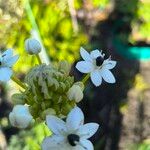 Ornithogalum arabicum Flor