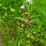 Erigeron acrisFlower