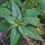 Acalypha virginica Blatt