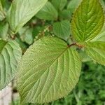 Viburnum plicatum Leaf