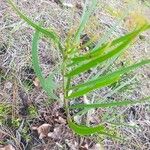 Acacia suaveolens Leaf
