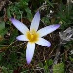 Romulea bulbocodium 花