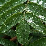 Sorbus americana Feuille