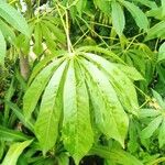 Manihot grahamii Leaf