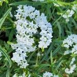 Heliotropium longiflorum फूल