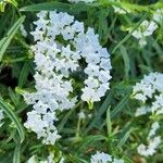 Heliotropium longiflorum Blüte