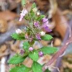 Teucrium chamaedrys (Other)