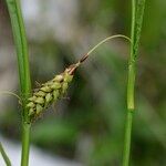 Carex ferruginea Bark