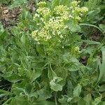 Lepidium drabaFlower