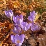 Crocus speciosus Blüte