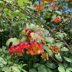 Viburnum trilobumFruit