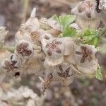 Lavatera arborea 花