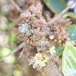 Dovyalis caffra Floare
